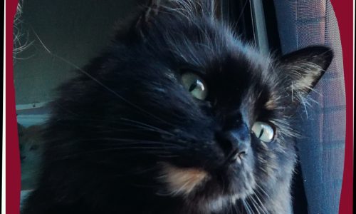 503452867_18050010467569403_7217942316651551286_n