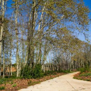 Els Plataners de la Riera de Santiga