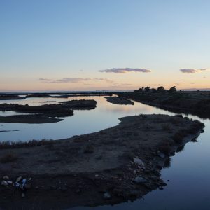 Llacuna de la Tancada Amposta