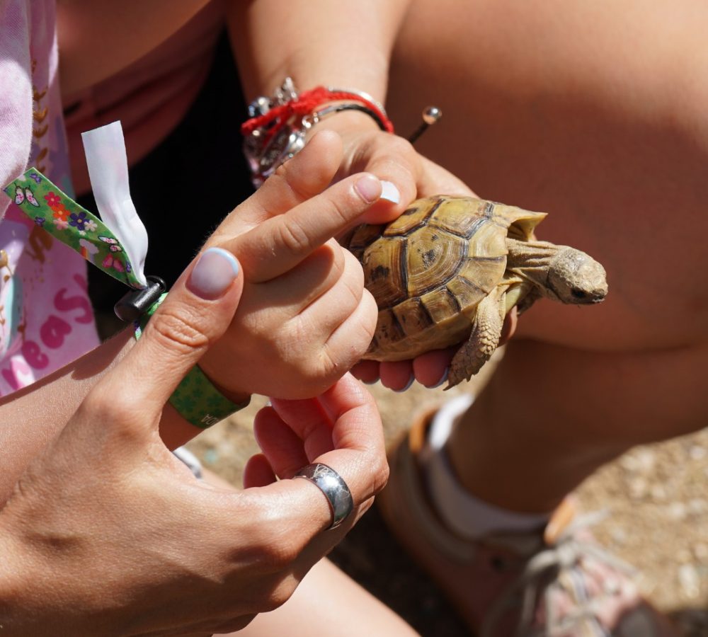 granja-corraldeneri-elcatllar_08